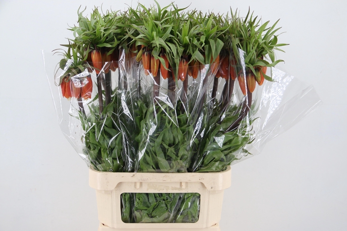 <h4>FRIT IM RUBRA MAXIMA</h4>