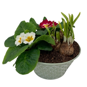 Ruitjes Groen Zink Tete 2 Primula 665