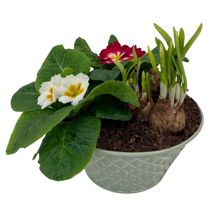 <h4>Ruitjes Groen Zink Tete 2 Primula 665</h4>