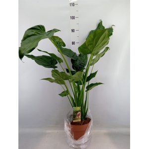 Alocasia cucullata