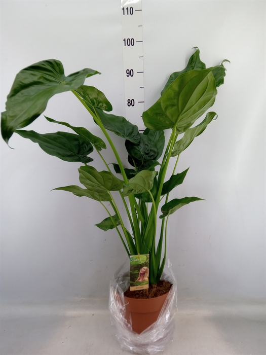 <h4>Alocasia cucullata</h4>