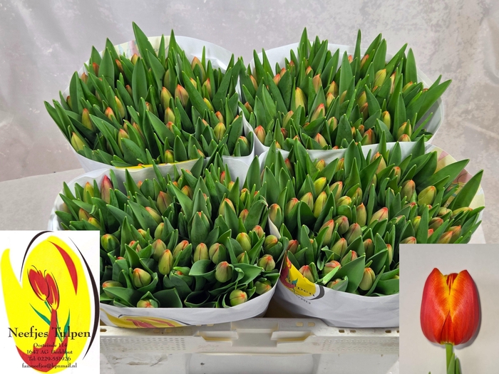 <h4>TU EN ESTA BONITA</h4>