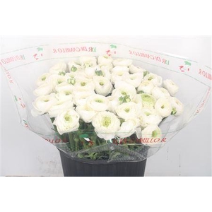 Ran... Su Siberia Super