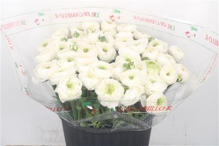 <h4>Ran... Su Siberia Super X50</h4>