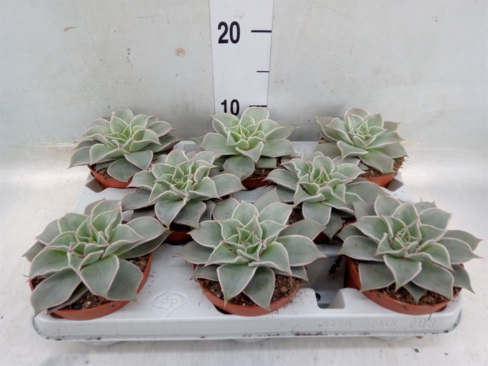 <h4>Echeveria   ...</h4>