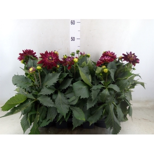 Dahlia  'XXL Raspberry Ice'