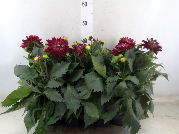 <h4>Dahlia  'XXL Raspberry Ice'</h4>