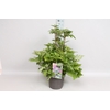 vaste planten 19 cm  Anemone Ruffles Swan