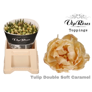Tulipa do paint soft caramel