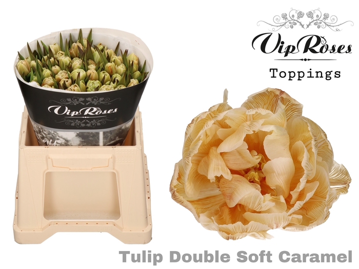 Tulipa do paint soft caramel