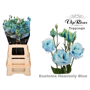 Eus G Alissa Paint Heavenly Blue