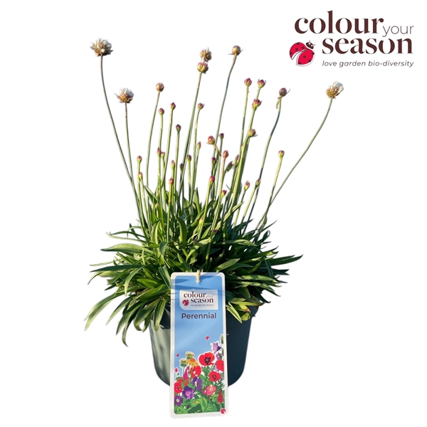 <h4>Armeria pseu. Ballerina White</h4>