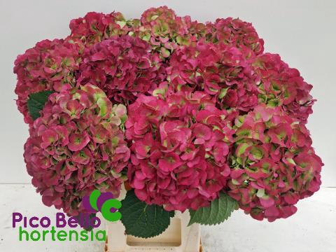 <h4>HYDR M MY VIENNA CL</h4>