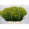 Solidago Tara Gold
