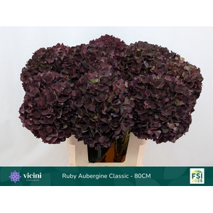 HYDR M MAG RUBY CL P