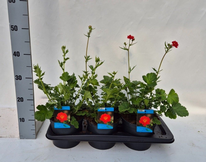 <h4>Geum chiloense 'Mrs Bradshaw'</h4>