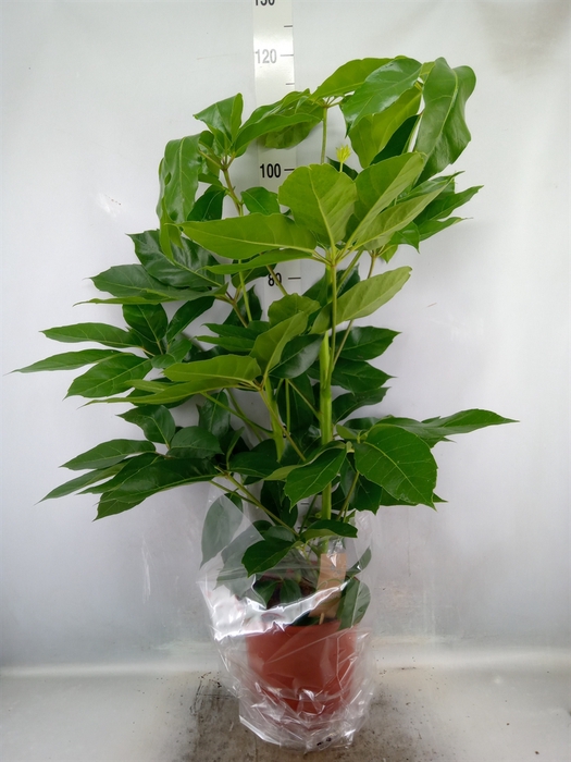 <h4>Schefflera actin. 'Amate'</h4>