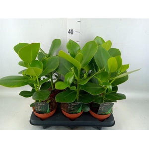 Clusia rosea 'Princess'