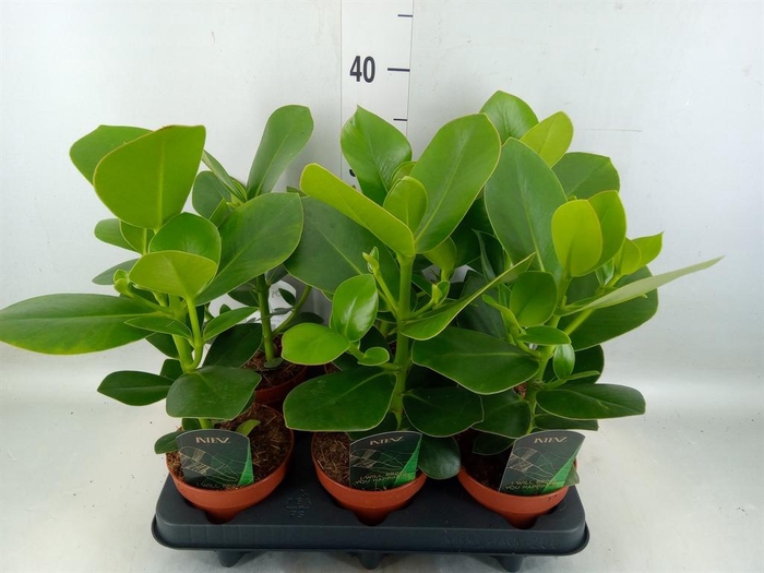 <h4>Clusia rosea 'Princess'</h4>