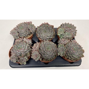 Echeveria deremensis cluster