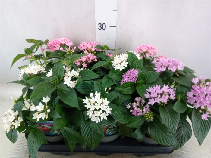 <h4>Pentas lanceolata 'Starclust' ..mix</h4>