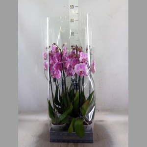 Phalaenopsis  'Brother You'