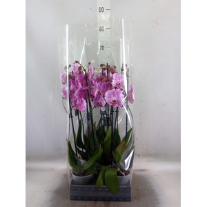 Phalaenopsis  'Brother You'