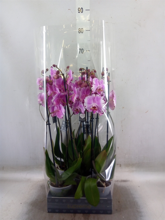 <h4>Phalaenopsis  'Brother You'</h4>