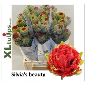 Tulipa fr silvia's beauty