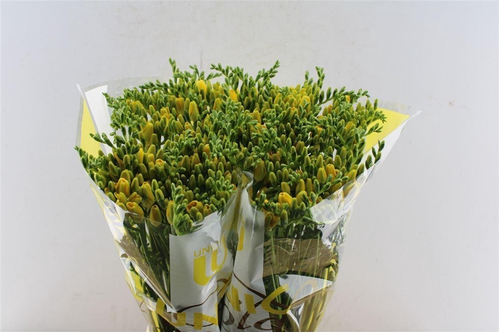 <h4>Fr En Yelena Yellow</h4>