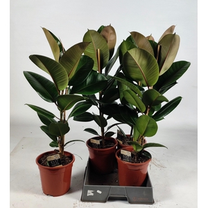 Ficus elastica Robusta 85cm