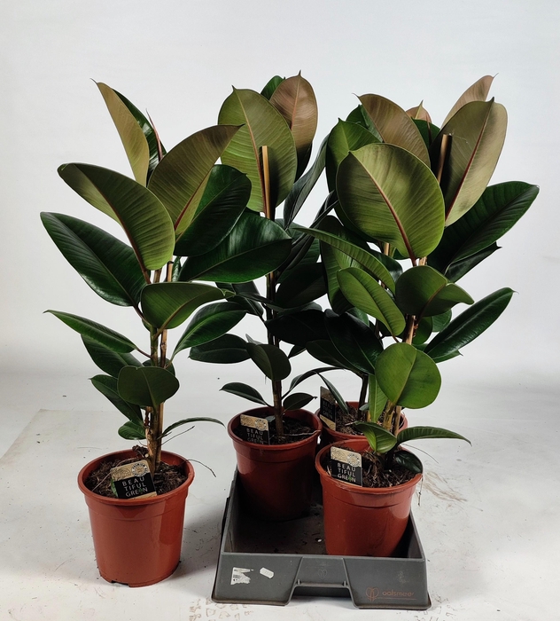 <h4>Ficus elastica Robusta 85cm</h4>