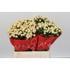 Hypericum Cool Romance