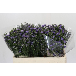 AST ASTEE M BABY BLU