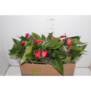 ANTHURIUM ANOUK P15