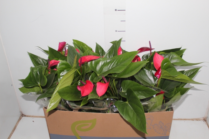 ANTHURIUM ANOUK P15