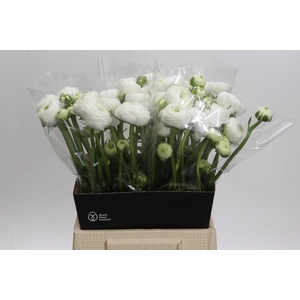 Ranunculus Elegance White