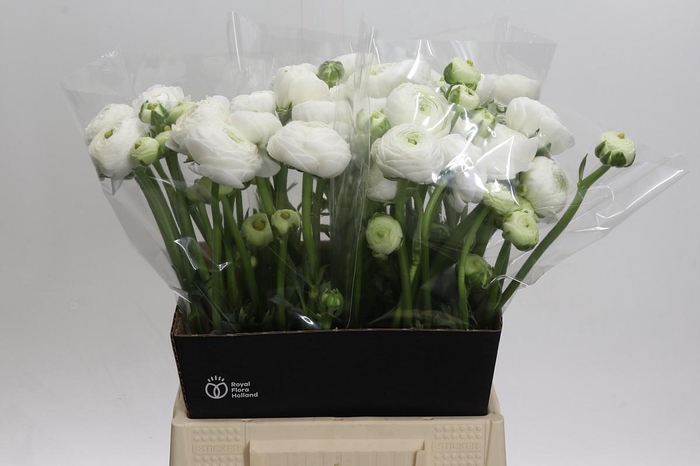 <h4>Ranunculus Elegance White</h4>