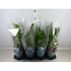 Zamioculcas zamiifolia