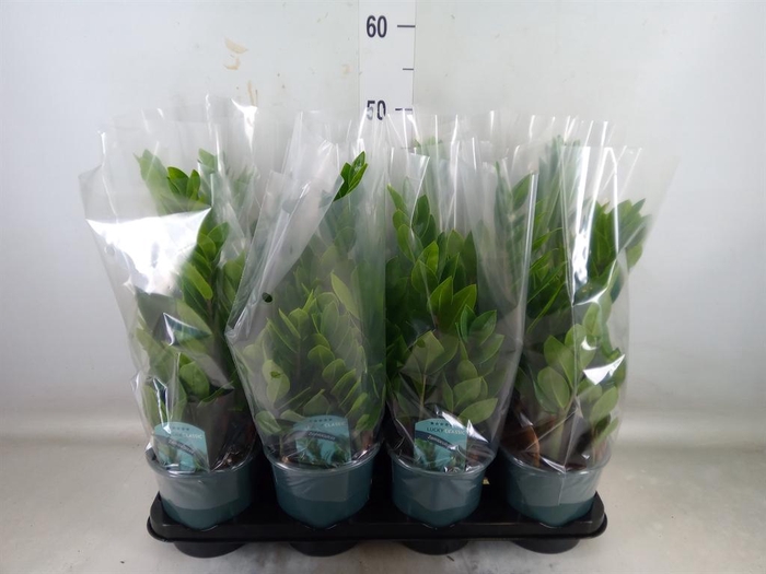 <h4>Zamioculcas zamiifolia</h4>