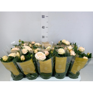 Rosa  'Belami Kordana'