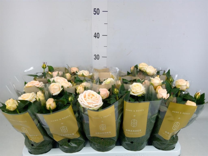 <h4>Rosa  'Belami Kordana'</h4>