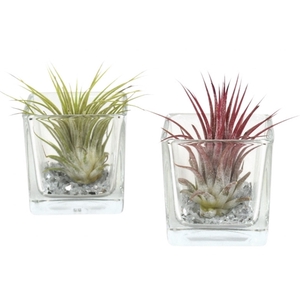 Tillandsia vierkant small