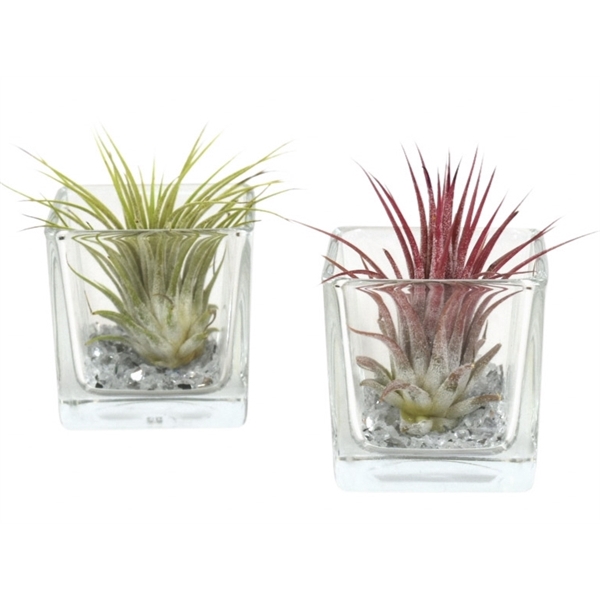 <h4>Tillandsia vierkant small</h4>