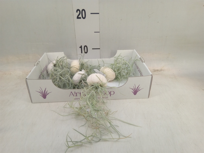 <h4>Arr.  Tillandsia L%</h4>