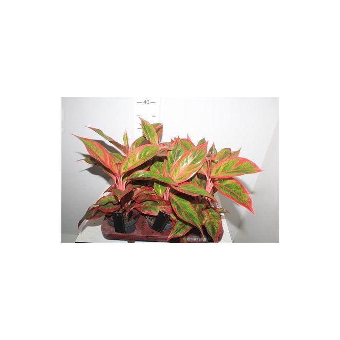 <h4>Aglao Jungle Lava</h4>