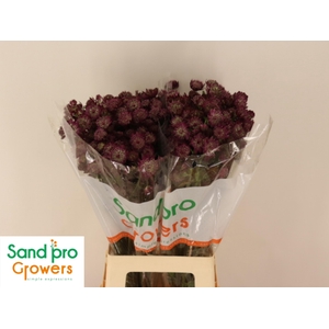 ASTR MAG DIAMONDS RD