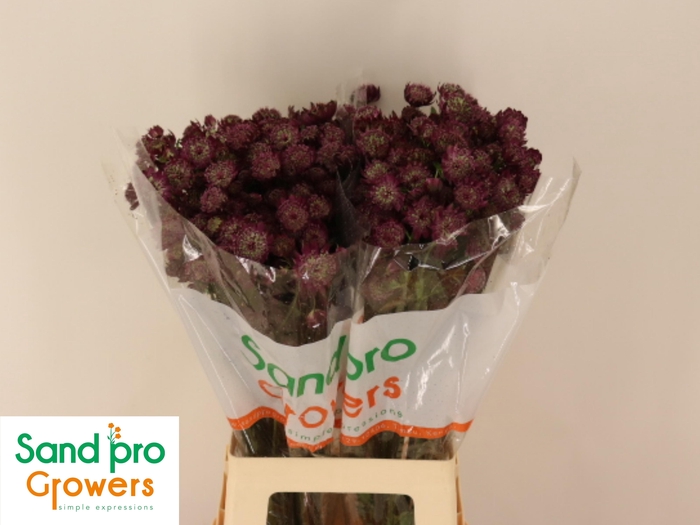 <h4>ASTR MAG DIAMONDS RD</h4>