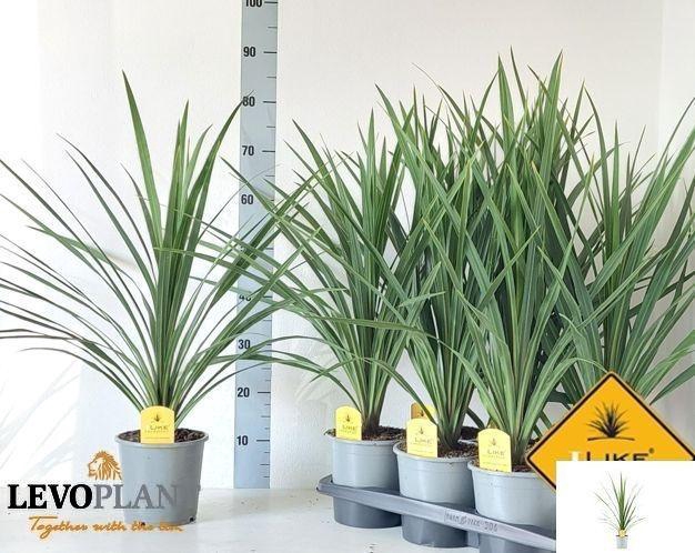 <h4>CORD IN PEKO</h4>