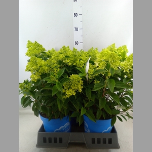 Hydrangea pan. 'Panama'